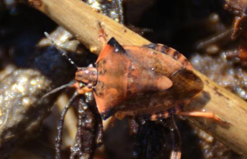Carpocoris fuscispinus